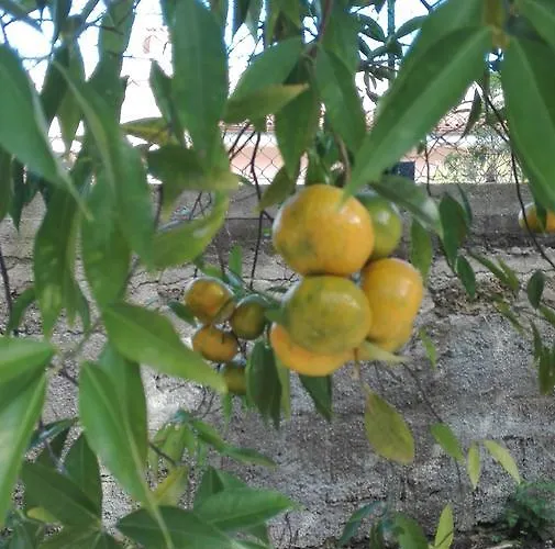 Caledonia Relax * 锡拉库扎