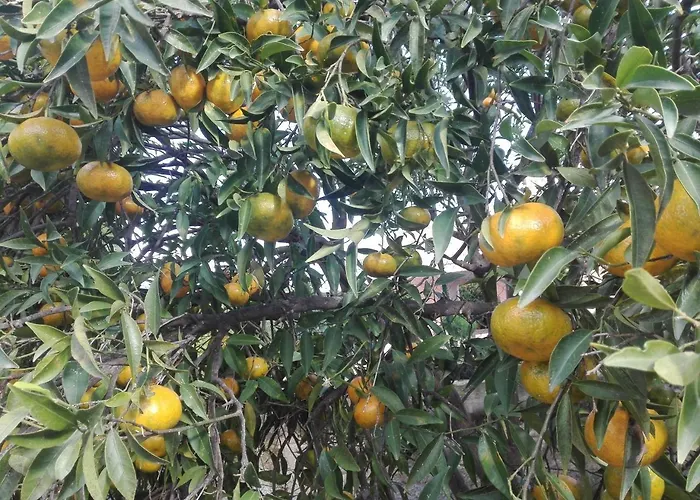 Caledonia Relax 度假居 锡拉库扎